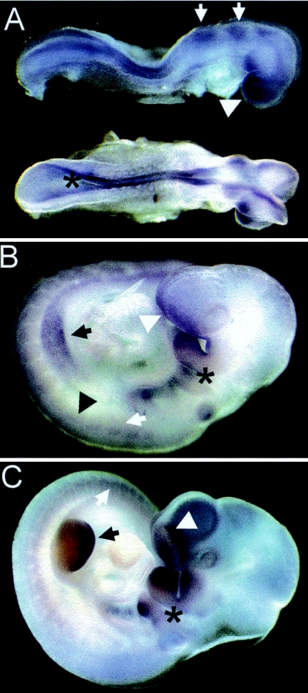 FIG. 2.