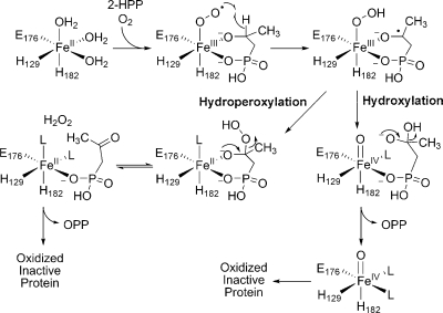 Scheme 3