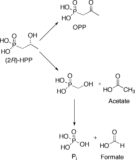 Scheme 4