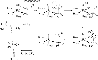 Scheme 6