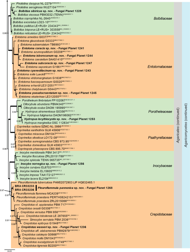 Overview Agaricomycetes phylogeny