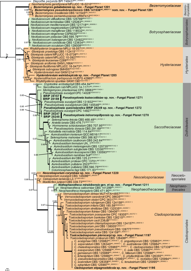 Overview Dothideomycetes (Other orders) phylogeny