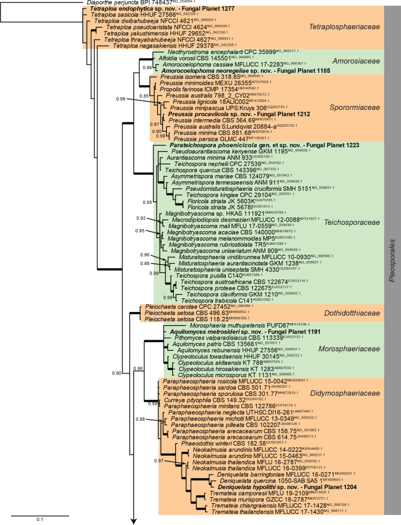 Overview Dothideomycetes (Pleosporales) phylogeny