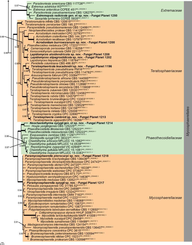 Overview Dothideomycetes (Other orders) phylogeny