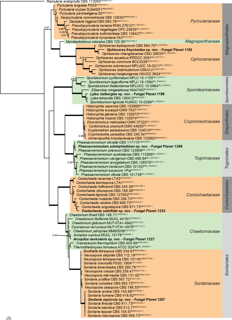 Overview Sordariomycetes (Other orders) phylogeny