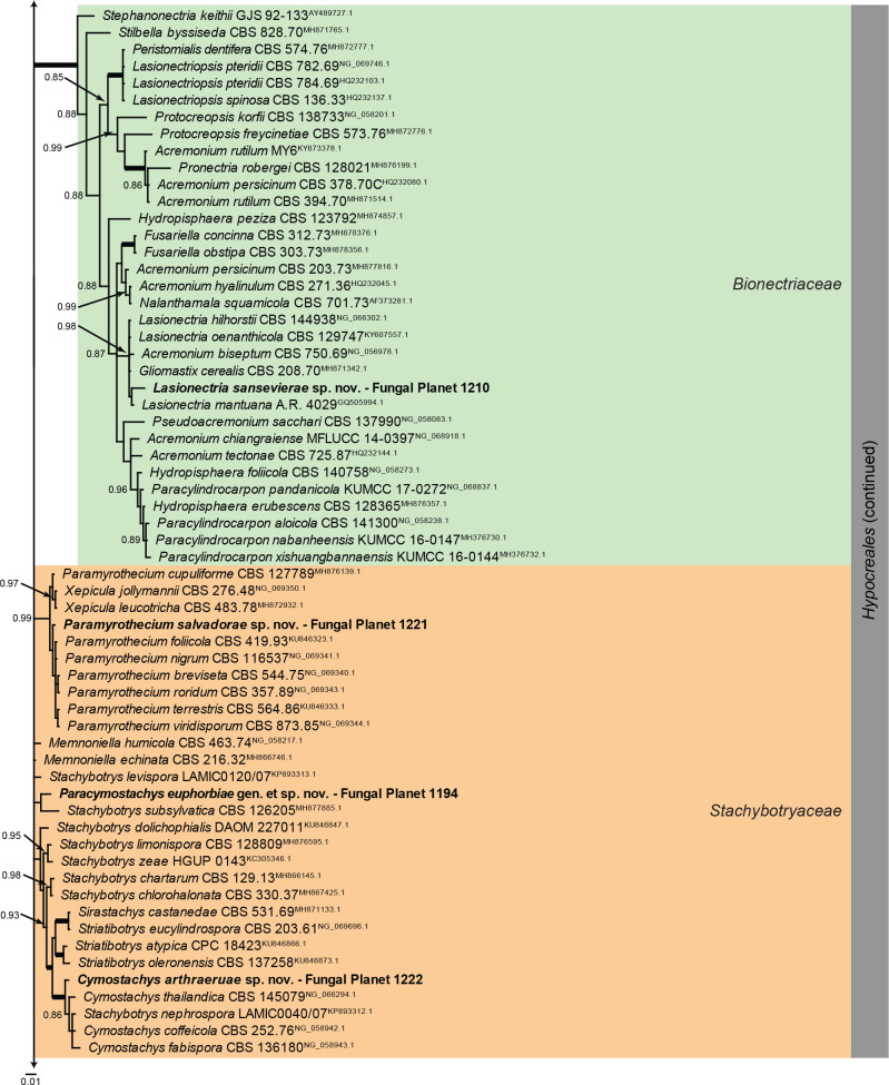 Overview Sordariomycetes (Falcocladiales, Glomerellales and Hypocreales) phylogeny