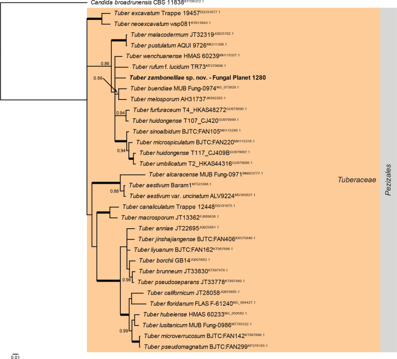 Overview Pezizomycetes phylogeny