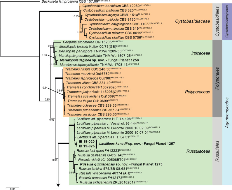 Overview Agaricomycetes phylogeny