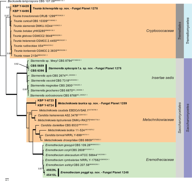 Overview Saccharomycetes and Tremellomycetes phylogeny