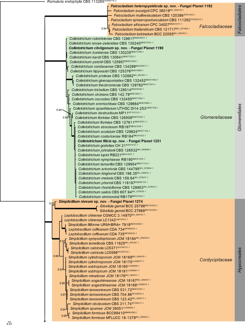 Overview Sordariomycetes (Falcocladiales, Glomerellales and Hypocreales) phylogeny