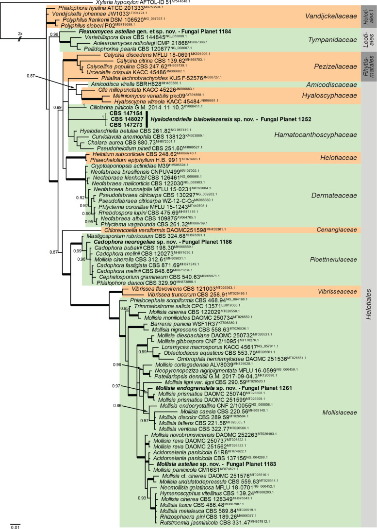 Overview Leotiomycetes phylogeny