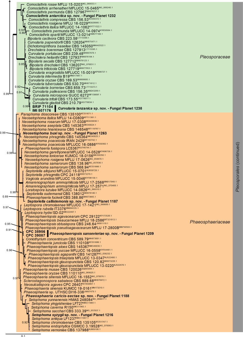 Overview Dothideomycetes (Pleosporales) phylogeny