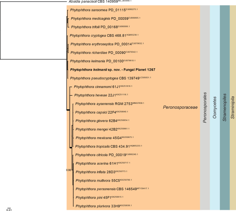 Overview Phytophthora phylogeny