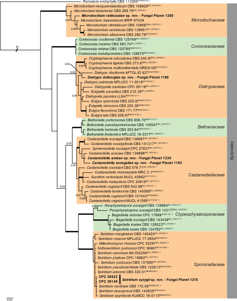 Overview Sordariomycetes (Xylariales) phylogeny