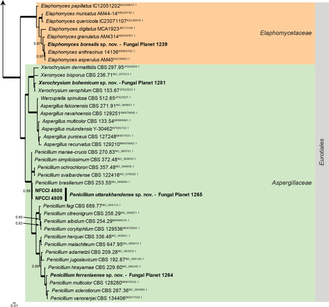 Overview Eurotiomycetes phylogeny