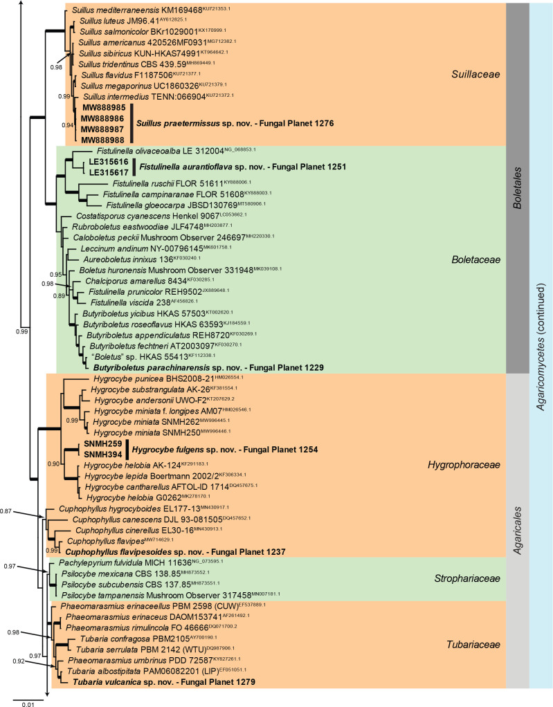 Overview Agaricomycetes phylogeny