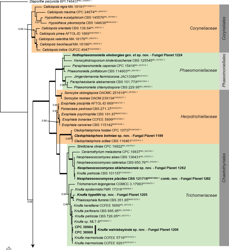 Overview Eurotiomycetes phylogeny