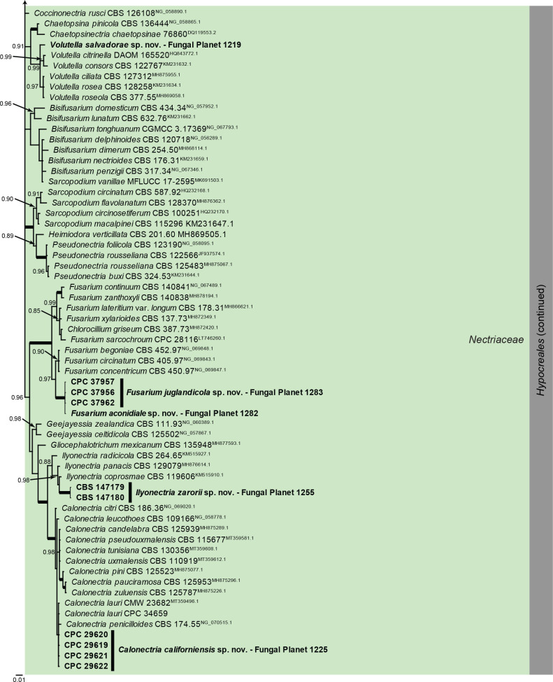 Overview Sordariomycetes (Falcocladiales, Glomerellales and Hypocreales) phylogeny