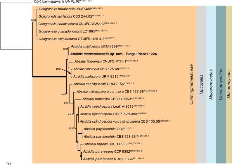 Overview Mucoromycetes phylogeny