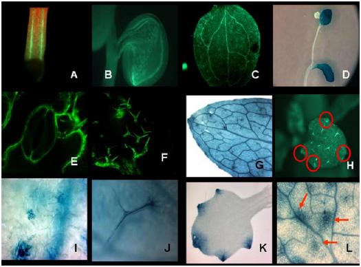 Figure 5.