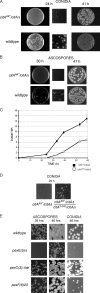 Fig. 4.