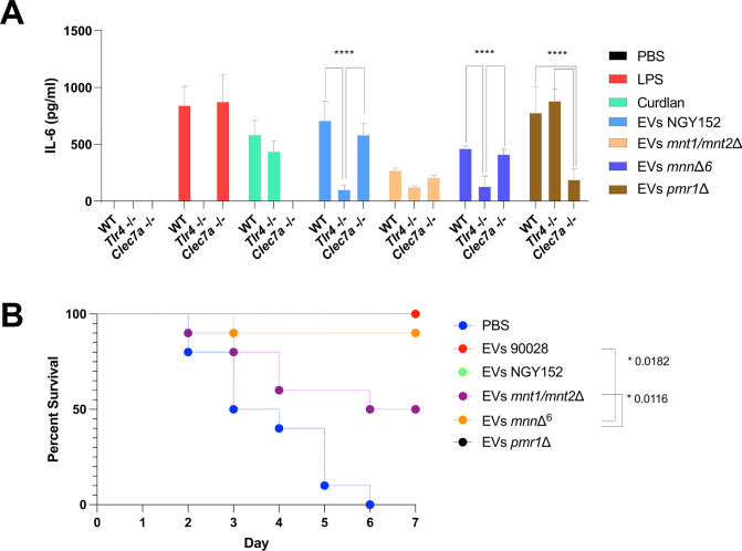 Bar graph shows IL-6 levels in WT, Tlr4-/-, and Clec7a-/- under different treatments, with significant differences indicated. Line graph shows 7-day percent survival for various EV treatments, with significant differences marked by asterisks and p-values.