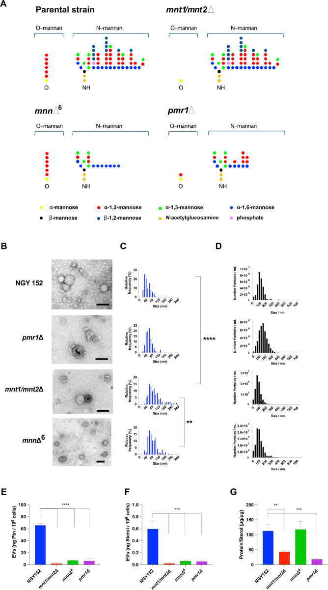 Illustration of glycan structures of different parental and mutant strains, microscope images of vesicles, bar graphs of vesicle distribution by frequency, bar graphs of nanoparticle concentration, and bar graphs comparing parameters across strains.