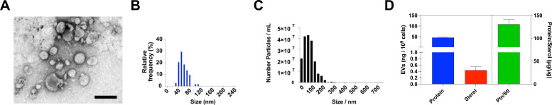 TEM image of EVs with a scale bar. The histogram shows EV size distribution, peaking at 50–100 nm. Bar graphs indicate the number of EV particles per mL across various sizes and compare protein, sterol, and protein:sterol ratio.