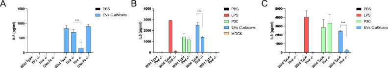 Bar graphs show IL-6 levels in different conditions: PBS, EVs C. albicans, LPS, P3C, and MOCK across Wild Type, Tlr2-/-, Tlr4-/-, and Clec7a-/- samples. Significant differences are indicated with asterisks.