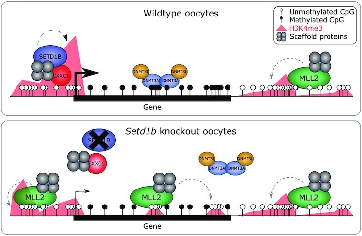 Graphical Abstract