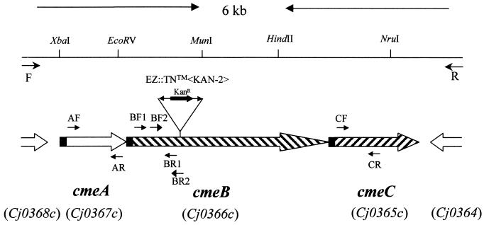 FIG. 1.