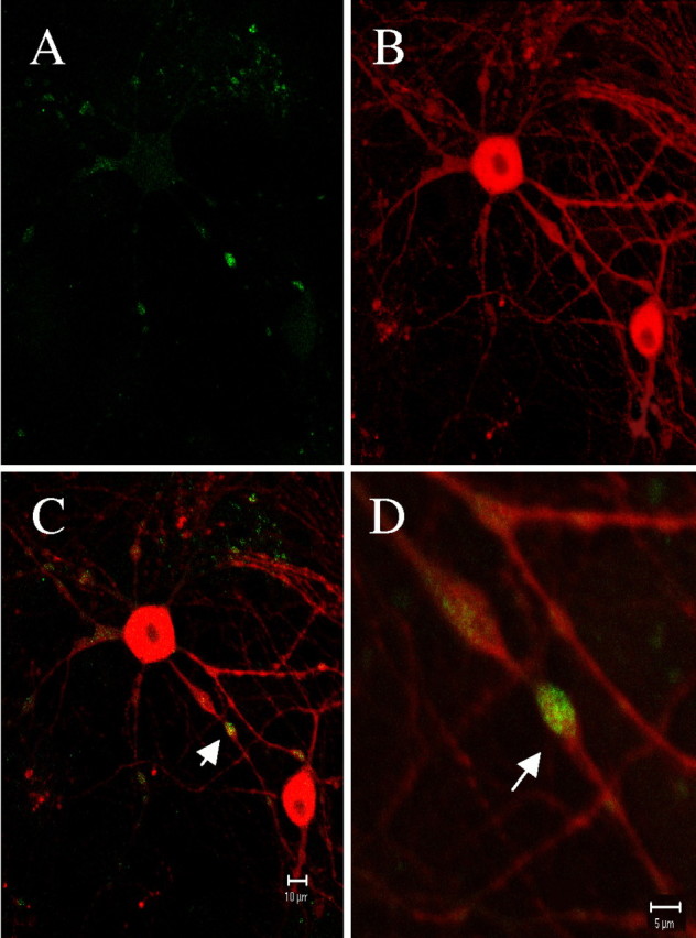 Fig. 9.