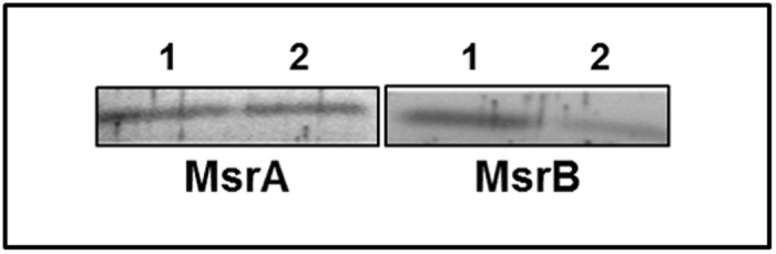 Fig 11