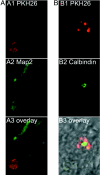 Fig. 4.