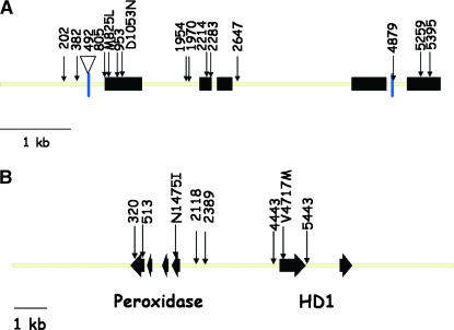 Figure 1.—