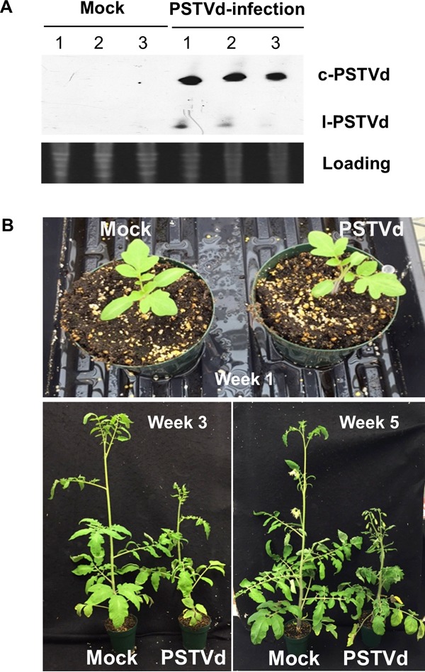 FIG 1