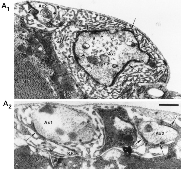 Fig. 8.