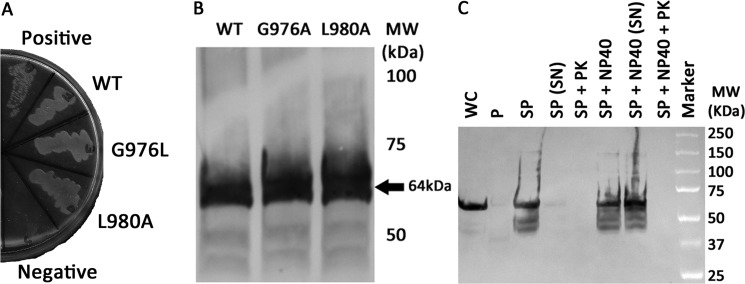 FIGURE 5.