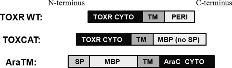 FIGURE 1.