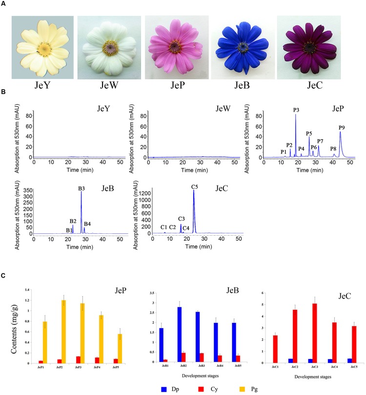 FIGURE 1