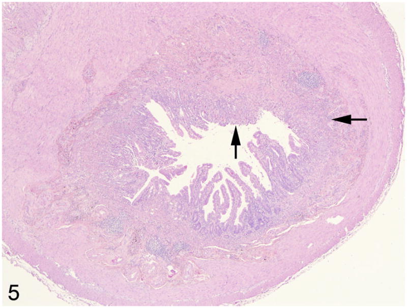 Fig 5