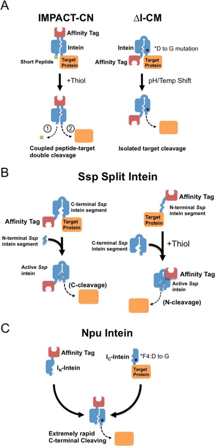 FIGURE 1.