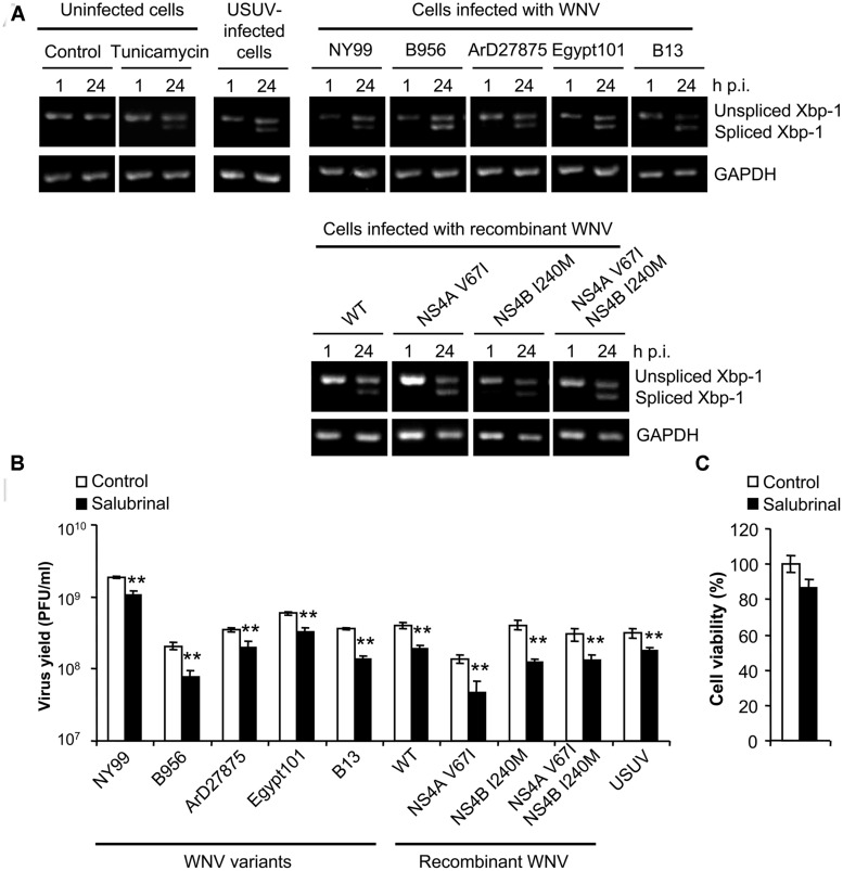 FIGURE 4