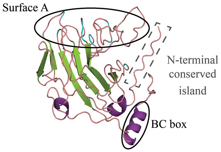 FIGURE 2