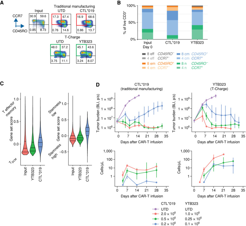 Figure 2. Preclinical evaluation and characterization of YTB323 and CTL*019. A, YTB323 and CTL*019 as well as untransduced T cells (UTD) were manufactured according to the traditional manufacturing and T-Charge processes, respectively. Data are representative of 3 full-scale runs with 3 different healthy donors (n = 3 healthy donors) performed in the preclinical setting. Phenotypic analysis of leukapheresis (input) and CAR-T products after thaw of the cryopreserved product. Gating on live CD3+ events used to determine T-cell subsets (CCR7 vs. CD45RO). Numbers in quadrants indicate the percentage of the parental CD3+ population. Extended culture of T cells ex vivo, such as in traditional manufacturing, leads to a loss of TSCM and naive phenotypes (red boxes). In contrast, limited culture ex vivo allows for the maintenance of naive-like cells by the T-Charge process (green boxes). B, Composition of YTB323 and CTL*019 is shown for the CD3+ population of donor 1 (donor 2 and 3 compositions can be found in Supplementary Fig. S1). The percentage (%) of the respective populations (colors) refers to the percentage of CD3+ T cells. 4 and 8, CD4+ and CD8+, respectively; cm, central memory; eff, effector; em, effector memory; n, naive-like. C, Single-cell gene set enrichment for input (leukapheresis), YTB323, and CTL*019 cells. Gene signature sets for T effector memory compared with T stem cell memory (left; ref. 7) cells and stemness (right; ref. 36) were assessed for gene set enrichment in each cell in the 3 samples. Violin plots compare the gene set enrichment scores between the 3 samples, with lines indicating the 25%, 50%, and 75% quantiles. Data shown are derived from 1 healthy donor. D, Top: NSG mice were injected with the pre–B-acute lymphoblastic leukemia line NALM6, expressing the luciferase reporter gene; the tumor burden is expressed as total body luminescence (BLI, p/s), depicted as mean tumor burden with 95% confidence interval (CI). On day 7 after tumor inoculation, mice were treated with YTB323 or CTL*019 at the respective doses (number of viable CAR+ T cells). The high-dose YTB323 group was terminated on day 33 due to the onset of xenogeneic graft-versus-host disease. UTD served as negative control. n = 5 mice for all groups, except n = 4 for T-Charge UTD, 1 × 106 dose, and all CTL*019 dose groups. Five xenograft studies were run with CAR T cells generated from 5 different healthy donors, 3 of which included a comparison with CTL*019. Bottom: Time course of CAR+ T-cell concentration in NALM6 tumor–bearing mice treated with UTD, CTL*019, or YTB323 at 3 respective doses. Blood samples were taken at 4, 7, 14, 21, and 28 days after CAR-T injection. CAR+ T-cell (CD3+CAR+) concentrations were analyzed by flow cytometry at designed time points, depicted as mean cells with 95% CI. Reprinted from Blood, 138 (suppl 1), Engels B, et al. Preservation of T-cell stemness with a novel expansionless CAR-T manufacturing process, which reduces manufacturing time to less than two days, drives enhanced CAR-T cell efficacy, Abstract 2848, Copyright © 2021, with permission from American Society of Hematology. Published by Elsevier Inc. All rights reserved (13).