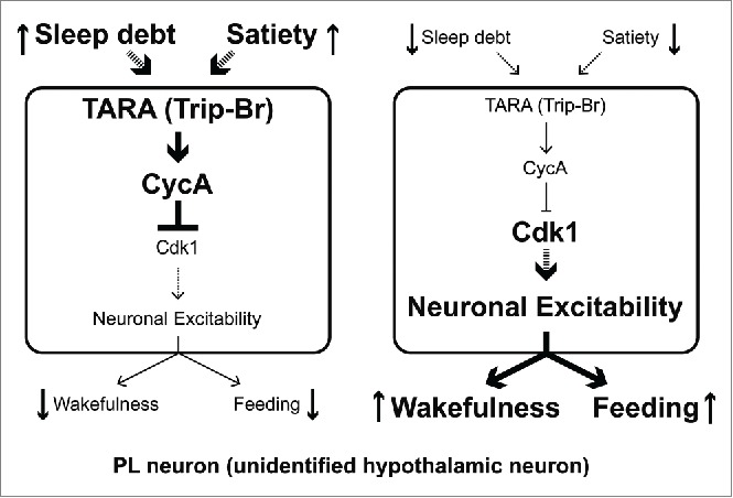 Figure 3.