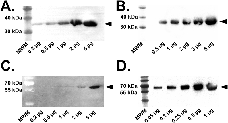 Fig. 5