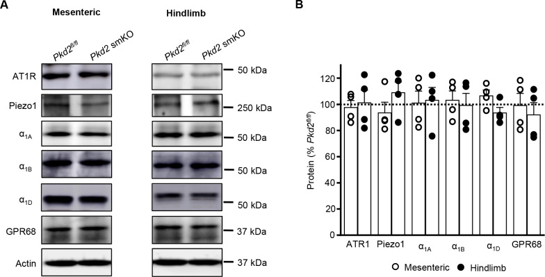 Figure 1—figure supplement 3.