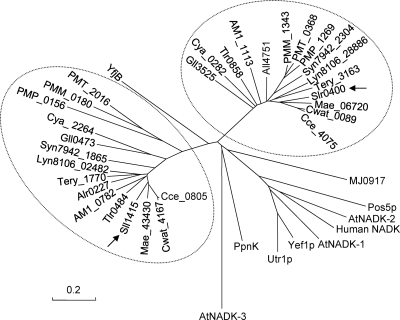 Fig 5