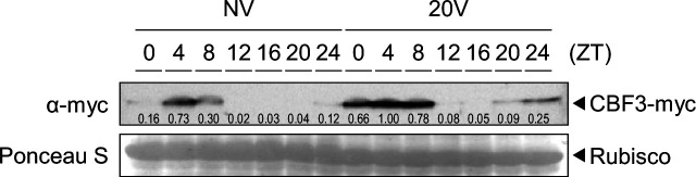 Figure 3—figure supplement 1.